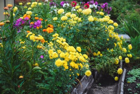 Библиоориентир 5 цветов для летнего сада
